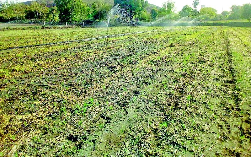 Drought sowing crisis is dark | दुबार पेरणीचे संकट गडद