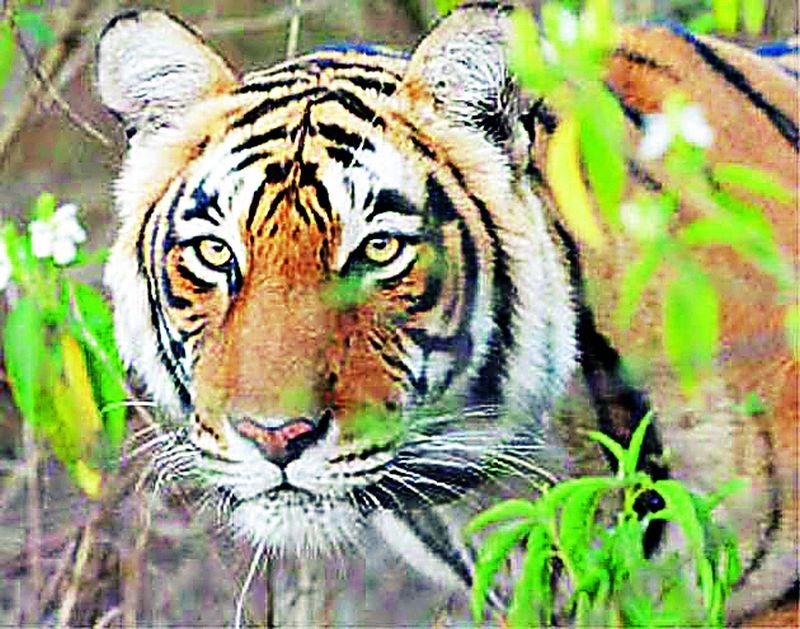 Tiger appeared in Ummirihirat deadly calf killer | व्याघ्र दर्शनाने उमरविहिरात दहशत वासरू ठार