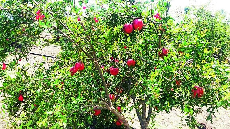 Pomegranate garden with floral organic method | मेहनतीच्या जोरावर फुलविली सेंद्रिय पद्धतीने डाळिंबाची बाग