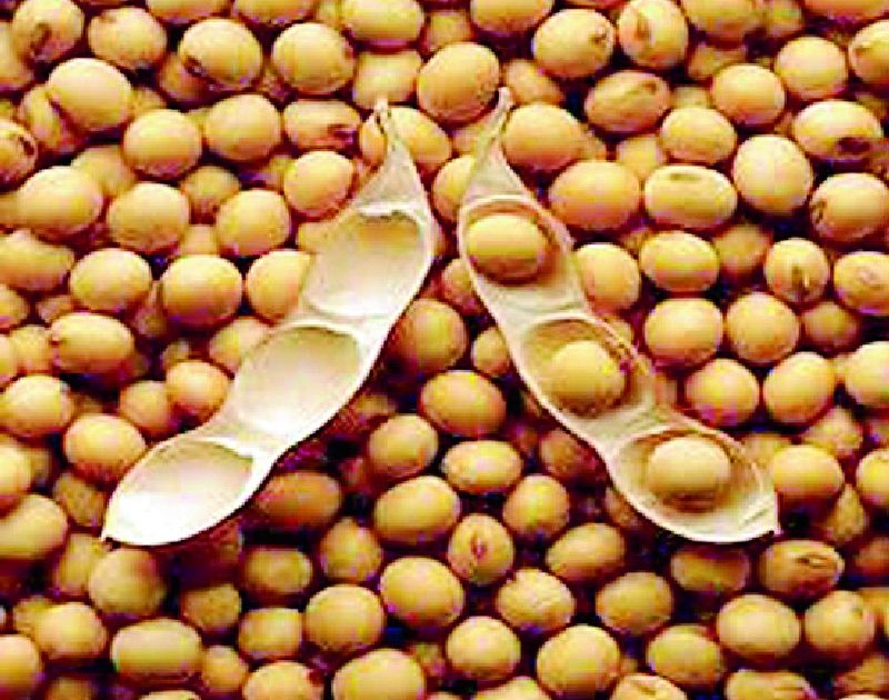 Do not rush to sell soybeans | सोयाबीन विकण्याची घाई करू नका