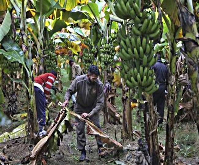 Shocking ... banana is in trouble fungus attack; Emergency in Colombia | धक्कादायक...केळी नामशेष होण्याच्या मार्गावर; कोलंबियामध्ये आपत्कालीन स्थिती