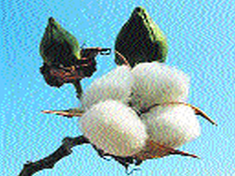 Soybean, the risk of cotton crop! | सोयाबीन, कापसाचे  पीक धोक्यात!