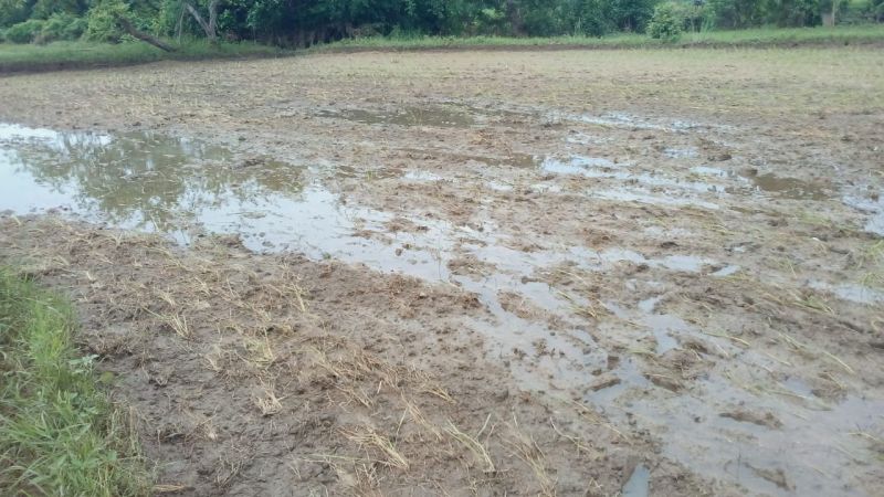 In Gadchiroli district, the paddy crop was damaged by heavy rains | गडचिरोली जिल्ह्यात अतिवृष्टीने धानपीक सडले