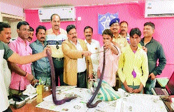 Two Mangulas worth Rs 60 lakh were seized in Aurangabad | औरंगाबादेत ६० लाख किमतीचे दोन मांडूळ केले जप्त