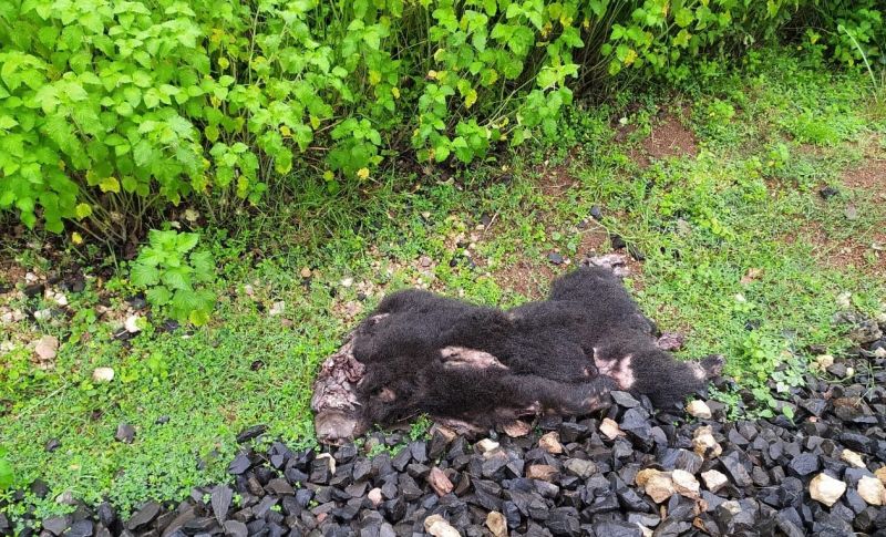 A bear dies in a collision with a freight train in Chandrapur district | चंद्रपूर जिल्ह्यात मालगाडीच्या धडकेत अस्वलाचा मृत्यू