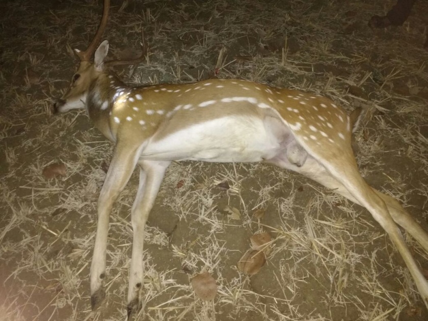 Three deer hunts in Gondiya's Khurdshapar forest | गोंदियाच्या खुर्शीपार जंगलात झाली तीन हरिणांची शिकार