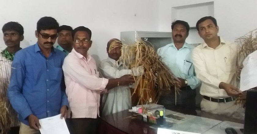 Farmers of Chandrapur gave damaged crop to upper tahasildar as gift | चंद्रपुरातील शेतकऱ्यांनी अप्पर तहसीलदारांना दिली रोगग्रस्त धानाची पेंढी