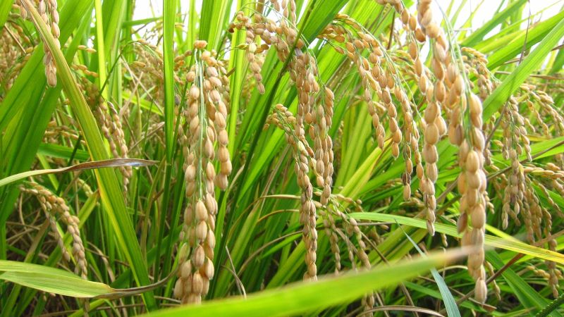 Gondia district's rice crop in the 22,000 hectare district suffered | गोंदिया जिल्ह्यात २२ हजार हेक्टरमधील धानपिकाला अवकाळीचा फटका