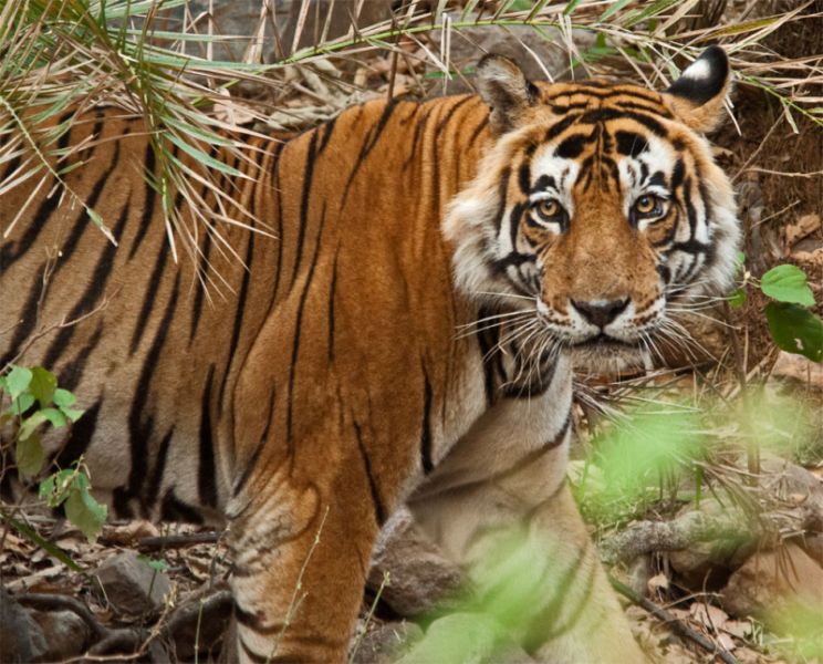 Three people were arrested in tigress hunting case in Chandrapur district | वाघिणीच्या शिकारप्रकरणी वनमजुरासह तिघांना अटक