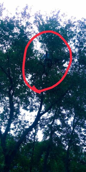 Two teachers climbed a tree in Gondia district | गोंदिया जिल्ह्यात दोन शिक्षकांचे झाडावर चढून आंदोलन