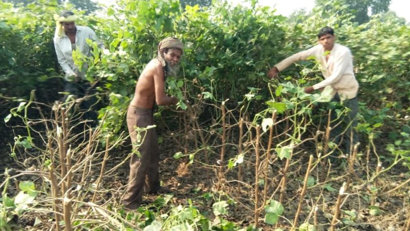 Bollworm attack on cotton crop; farmer destroy crop at Akola district | बोंडअळीने आक्रमण केल्याने १४ एकरातील पऱ्हाटी कापली!