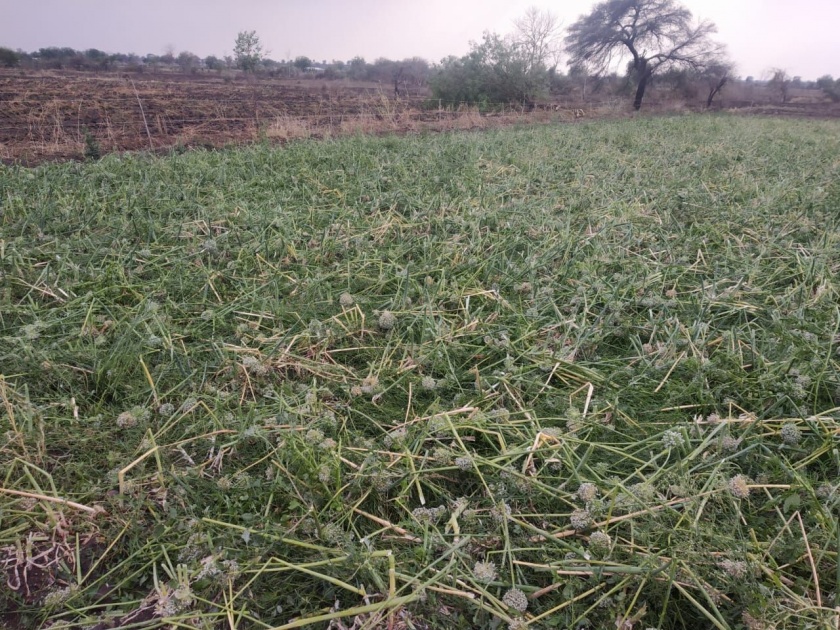 Rabi crops ruined by hailstrom | रब्बी पिकांना गारपीटचा फटका!