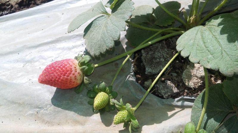 Amravati Students developed Strawberry Farming | तंत्रज्ञानाच्या साह्याने अमरावतीच्या विद्यार्थ्यांनी फुलवली स्ट्रॉबेरी शेती
