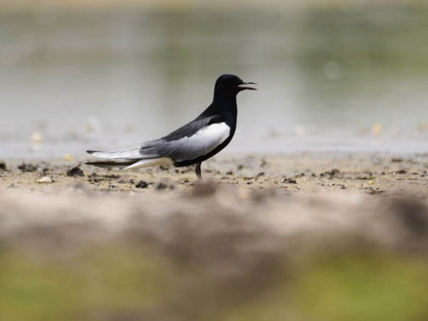 White wing turn bird found in the first time in Amravati | अमरावतीत प्रथमच आढळला काळा सूरय पक्षी