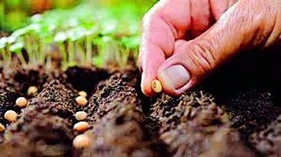 Kharipala wants 1.51 lakh quintals of seed | खरिपाला हवे १.५१ लाख क्विंटल बियाणे
