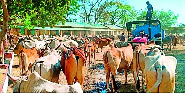 Police returned 300 cattle | पोलिसांनी परतविले ३०० गोवंश