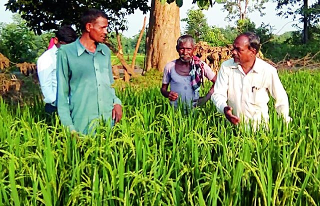 Agriculture officials say that the paddy field is satisfactory | कृषी अधिकारी म्हणतात, धानपीक समाधानकारक