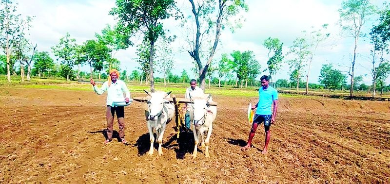27,000 hectare increase in paddy field this year | धानक्षेत्रात यंदा 27 हजार हेक्टर वाढ
