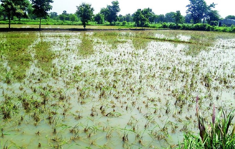 Farmers deprived of compensation for loss of paddy crop | धान पीक नष्ट होऊनही शेतकरी नुकसान भरपाईपासून वंचित
