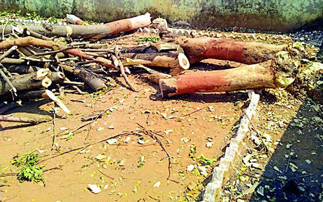 Slaughter of banana trees by the sarpanch | सरपंचाने केली वृक्षांची कत्तल