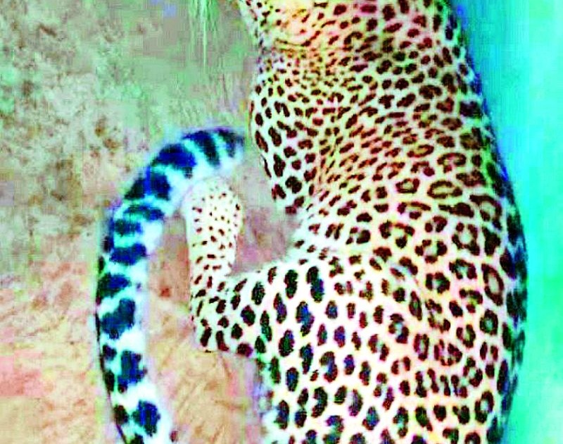 Fearing for his life, the leopard stayed in the bathroom for three hours | जीवाच्या भीतीपोटी बिबट्याचा बाथरूममध्ये तीन तास मुक्काम