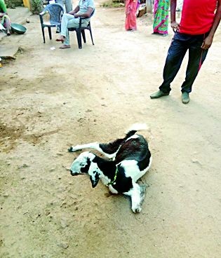 15 goats death due to eating poisonous balls | विषारी गोळे खाल्ल्याने १५ शेळ्यांचा मृत्यू