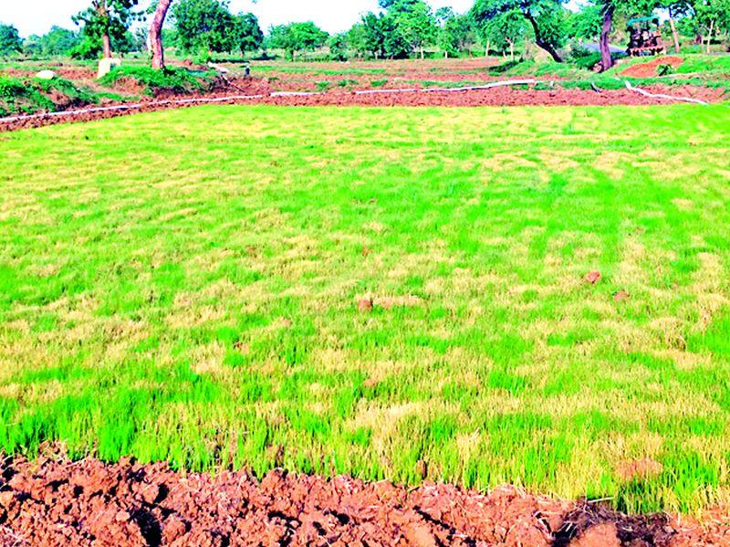Dakbar sowing crisis in Sakoli, Pawani taluka | साकोली, पवनी तालुक्यात दुबार पेरणीचे संकट