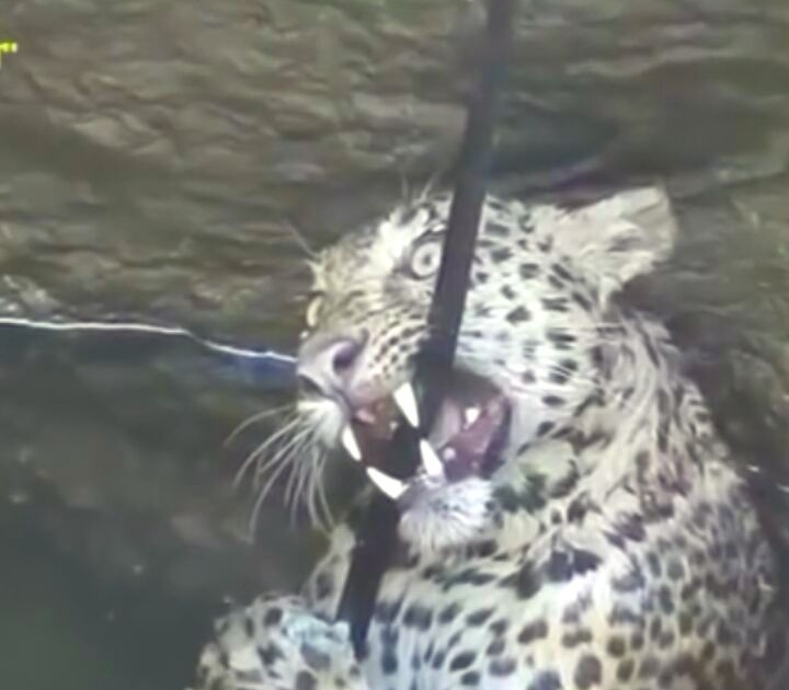The pursuit of the hunter: The runner leopard came to Nashik in the well! | भक्ष्याचा पाठलाग : भूक भागविण्यासाठी धावणारा बिबट्या नाशिकमध्ये पडला विहिरीत !