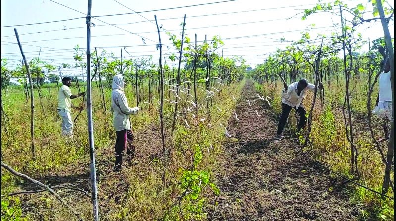 The farmer destroyed a vineyard on two acres in Buldhana District | शेतकऱ्याने दोन एकरावरील द्राक्ष बाग केली नष्ट