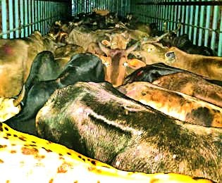 55 rescued animals in slaughter house | कत्तलखान्यात जाणाऱ्या ५५ जनावरांची सुटका
