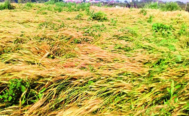 Strike the crops on thousands of hectares | हजारो हेक्टरवरील पिकांना तडाखा