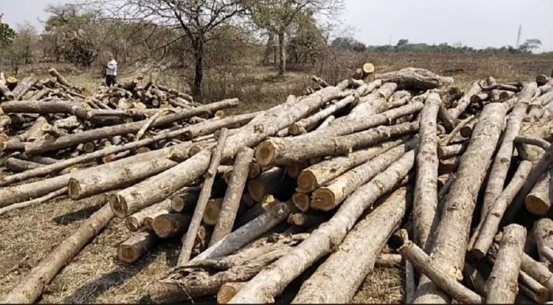 Chandrapur district seizes teak wood of 16 lakh | चंद्रपूर जिल्ह्यात १६ लाखांचे सागवान लाकूड जप्त