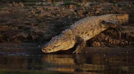 Crocodile attack on Sukhwadi | सुखवाडीत मगरीचा वृद्धावर हल्ला