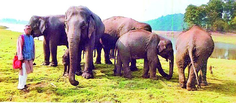 Disadvantages of elephants due to lack of staff | कर्मचाऱ्यांच्या कमतरतेने हत्तींची गैरसोय