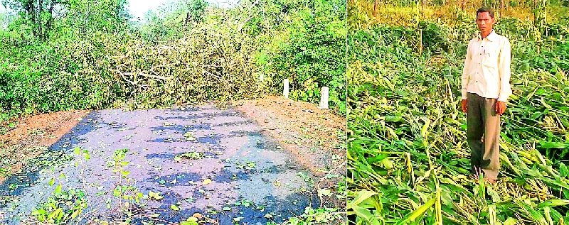Damage to rabi crops with wind storm and hailstorm | वादळी पाऊस व गारपिटीने रबी पिकांचे नुकसान