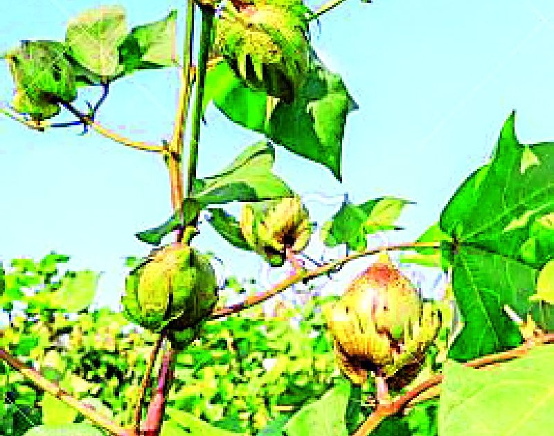  Farmers in the district turned to cotton instead of soybeans | सोयाबीनऐवजी कापसाकडे वळला जिल्ह्यातील शेतकरी