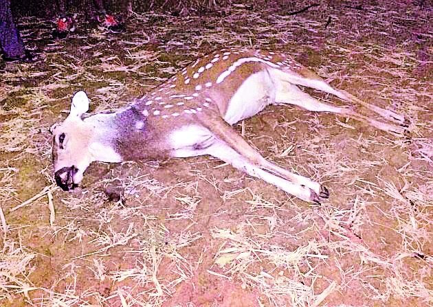 Three deer hunting in Khurshipar forest | खुर्शीपार जंगलात तीन हरणांची शिकार