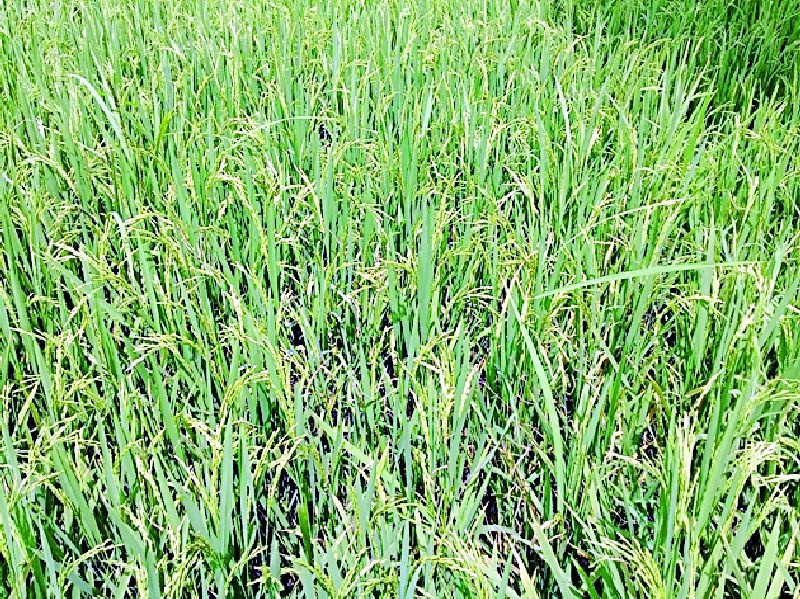The production of rice will fall by 20 percent this year | धानाचे उत्पादन यंदा २० टक्क्यांनी घटणार