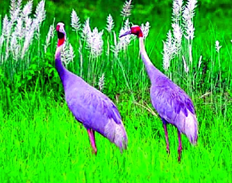 86 stork found in Gondia-Balaghat district | गोंदिया-बालाघाट जिल्ह्यात आढळले ८६ सारस