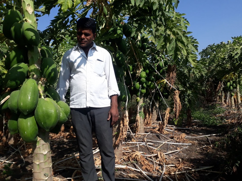 Financial support given to acres of papaya in famine | दुष्काळात एकरभर पपईने दिला आर्थिक आधार