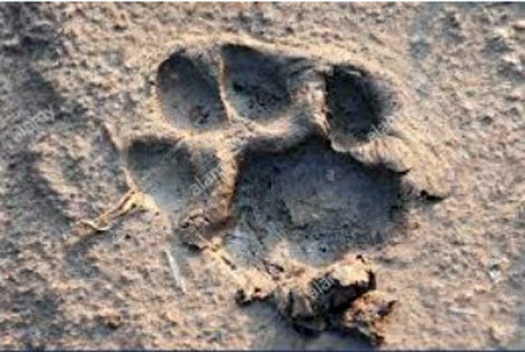 Calf killed by leopard | बिबट्याने पाडला वासराचा फडशा