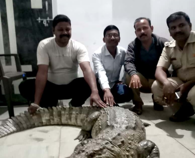 crocodile shifted to vidarbha | नाथसागरातील मगरीचा संसार माणसांनी उठविला !