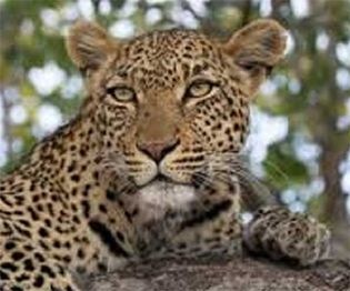 Fear among farmers over leopard presence | बिबट्याच्या वास्तव्याने शेतकऱ्यांमध्ये भीती