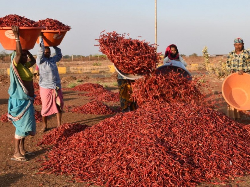 The 'redness' of chilli spread beyond 3,000 quintals | मिरचीची ‘लाली’ पसरली ७५ हजार क्विंटलच्या पुढे