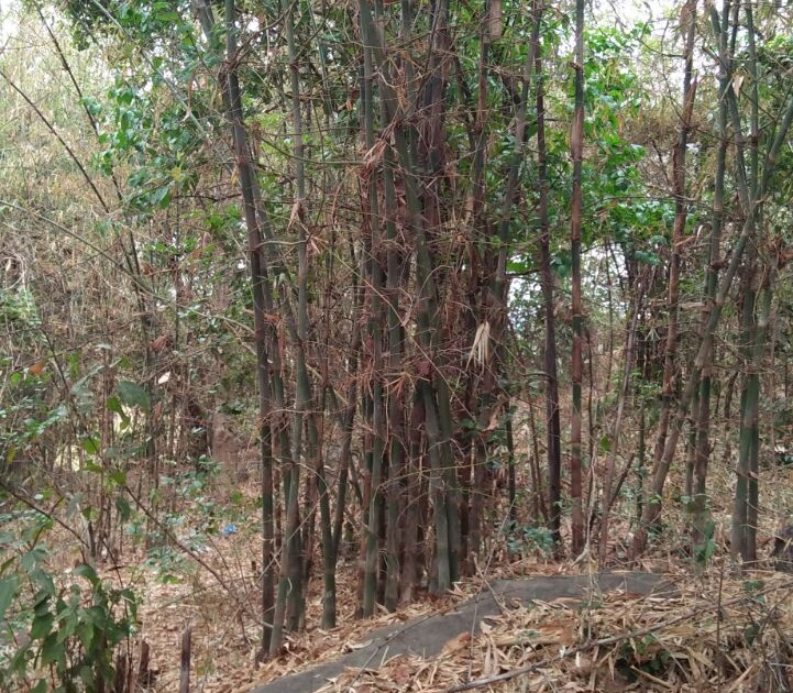 Gudi Padwa 2018 For Gudhi's tallest mess, known in Panchkrithi, Gude village near Panhalgarh. | Gudi Padwa 2018: गुढीच्या उंच मेसकाठ्यांसाठी पन्हाळगडाजवळील गुडे गाव पंचक्रोशीत प्रसिध्द