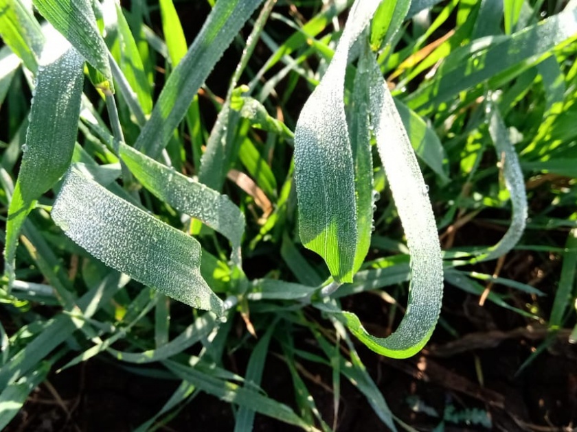  Dew on crops due to severe cold! | कडाक्याच्या थंडीमुळे पिकांवर दव !