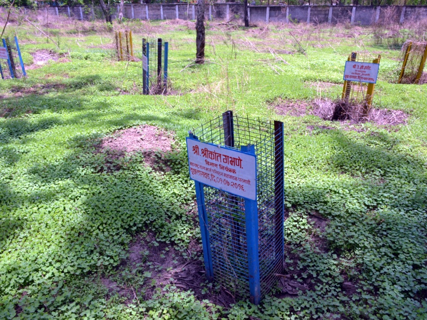 Parbhani district: planting a second time at one place? | परभणी जिल्हा :एकाच जागेवर दुसऱ्यांदा वृक्षारोपण ?