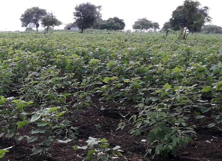 Parbhani: Rainfall is expected for the crops grown in the taluka | परभणी : तालुक्यात बहरलेल्या पिकांना पावसाची आस