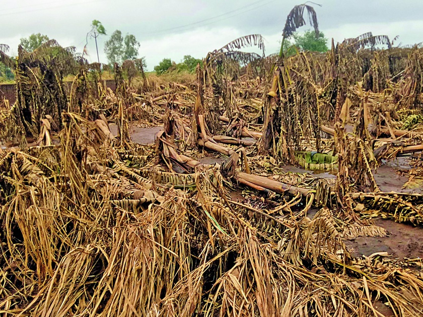 Damage of crops on 3,000 hectares in Sangli district | सांगली जिल्ह्यात ६६ हजार हेक्टरवरील पिकांचे नुकसान