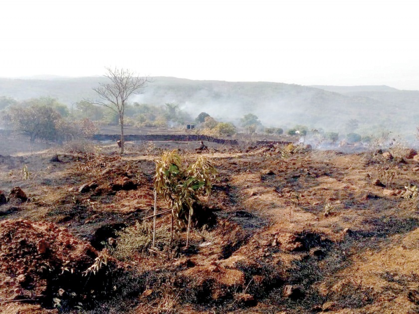 Sindhudurg: Tandolit mango, cashew nuts garden fire, 30 acres area, Khak | सिंधुदुर्ग : तेंडोलीत आंबा, काजू कलम बागेला आग, ३0 एकर क्षेत्र खाक